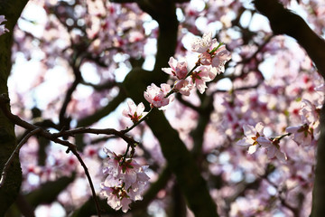 Beautiful peach blossom