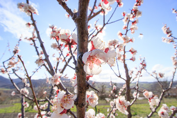 Apricot Flowers on Sunset