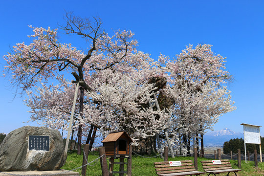 米沢の千歳桜（福島県・会津美里町）