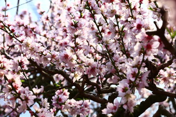 Obraz premium Beautiful peach blossom