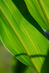 corn leaf in sun close up