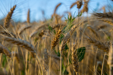 wheat field in sun close up