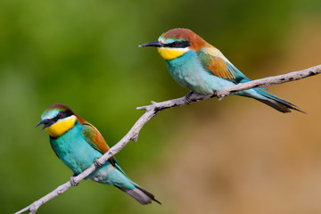 European bee-Eaters, Merops apiaster sits and brags on the good thread, has some insect in its beak during the mating season, the male feeds the female