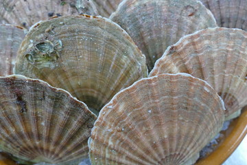 Frische Jakobsmuscheln