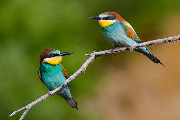 Fototapeta na wymiar European bee-Eaters, Merops apiaster sits and brags on the good thread, has some insect in its beak during the mating season, the male feeds the female