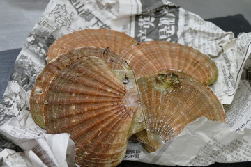 Frische Jakobsmuscheln
