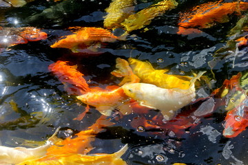 Koi carp aquarium