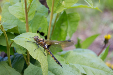 Dragonfly close-up sitting on a piece of cherry