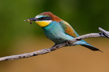 European bee-Eaters, Merops apiaster sits and brags on the good thread, has some insect in its beak during the mating season, the male feeds the female