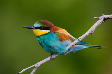 Golden bee-eater sitting on a branch