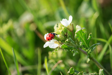 Ladybug on Flower