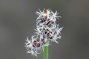 Softstem bulrush or grey club-rush, Schoenoplectus tabernaemontani © Henri Koskinen