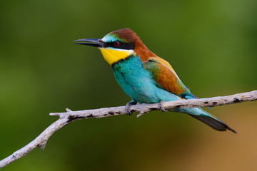 Golden bee-eater sitting on a branch