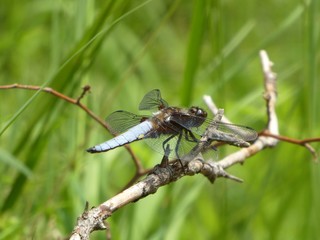 big blue dragonfly is sitting on a branch