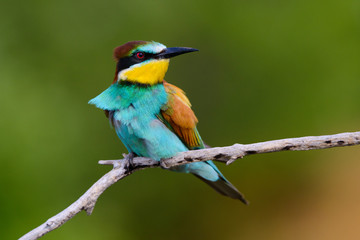 Golden bee-eater sitting on a branch