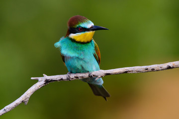 Golden bee-eater sitting on a branch