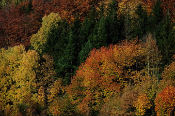 Fototapeta premium Orange and red autumn forest in Czech Republic.