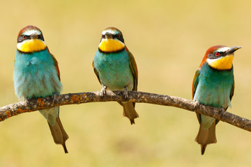 Fototapeta na wymiar Meeting of three birds on a branch