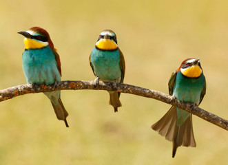 Meeting of three birds on a branch