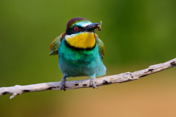 The European Bee-eaters, Merops apiaster is sitting and showing off on a nice branch, has some insect in its beak, during mating season, nice colorful background and soft golden light