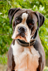 White and black boxer dog