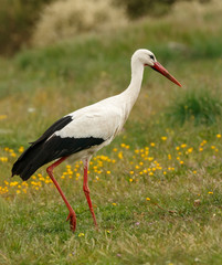 Elegant white stork