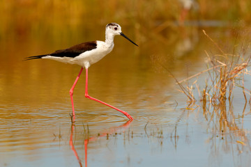 Stilt in a Spanish pond
