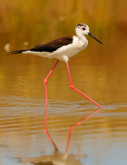 Stilt in a Spanish pond