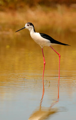 Stilt in a Spanish pond