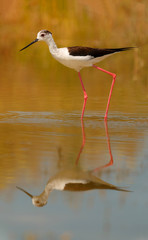 Stilt in a Spanish pond