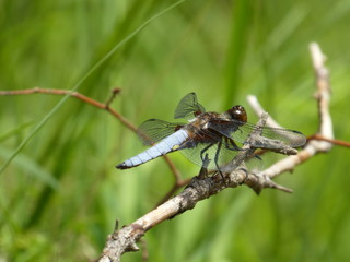 big blue dragonfly is sitting on a branch