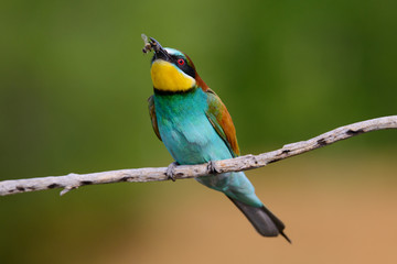 European bee-Eaters, Merops apiaster sits and brags on the good thread, has some insect in its beak during the mating season, the male feeds the female