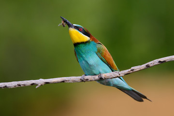 The European Bee-eaters, Merops apiaster is sitting and showing off on a nice branch, has some insect in its beak, during mating season, nice colorful background and soft golden light