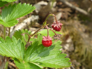 fruit of a wild strawberry