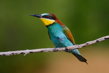 Golden bee-eater sitting on a branch