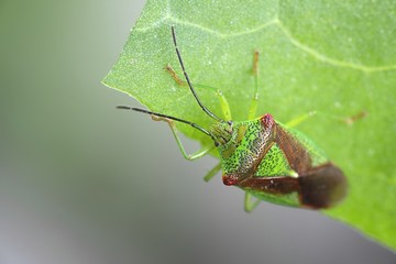 Hawthorn shield bug, Acanthosoma haemorrhoidale