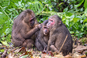 Monkey sitting in the forest.