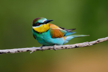 Fototapeta premium Golden bee-eater sitting on a branch