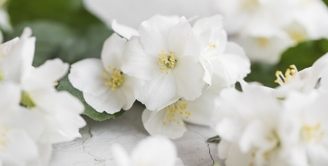 Fototapeta na wymiar Jasmine blossoms