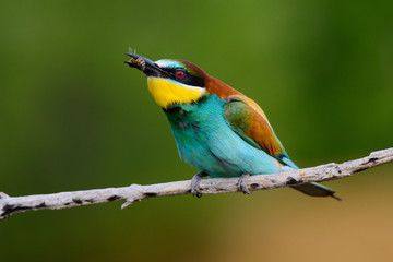 European bee-Eaters, Merops apiaster sits and brags on the good thread, has some insect in its beak during the mating season, the male feeds the female