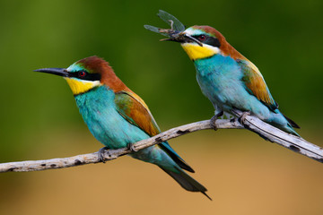 European bee-Eaters, Merops apiaster sits and brags on the good thread, has some insect in its beak during the mating season, the male feeds the female