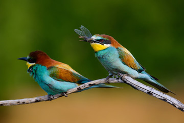 European bee-Eaters, Merops apiaster sits and brags on the good thread, has some insect in its beak during the mating season, the male feeds the female