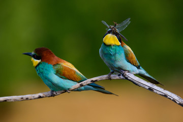 European bee-Eaters, Merops apiaster sits and brags on the good thread, has some insect in its beak during the mating season, the male feeds the female