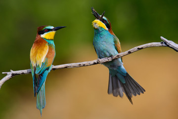 European bee-Eaters, Merops apiaster sits and brags on the good thread, has some insect in its beak during the mating season, the male feeds the female