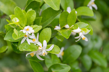 lime flower white on a tree in the garden.