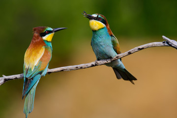 European bee-Eaters, Merops apiaster sits and brags on the good thread, has some insect in its beak during the mating season, the male feeds the female
