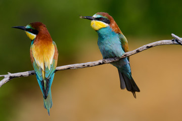 European bee-Eaters, Merops apiaster sits and brags on the good thread, has some insect in its beak during the mating season, the male feeds the female