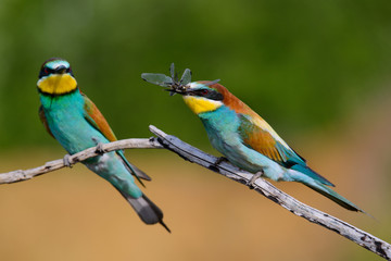 European bee-Eaters, Merops apiaster sits and brags on the good thread, has some insect in its beak during the mating season, the male feeds the female