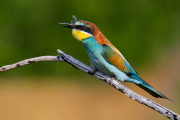 European bee-Eaters, Merops apiaster sits and brags on the good thread, has some insect in its beak during the mating season, the male feeds the female
