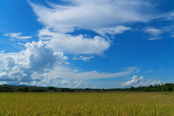 Fototapeta premium Rice field under blue sky. Field and sky with white clouds. Beauty nature background.